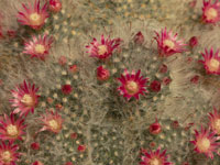 Mammillaria bocasana